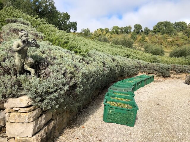 OLIVE HARVEST