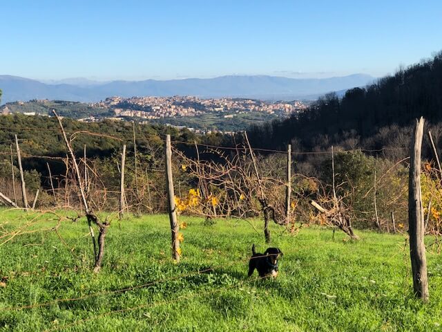 perugia vinejards