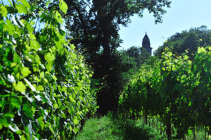 falanghina Campania