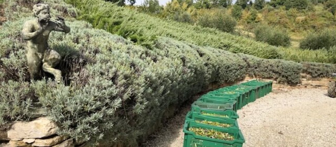 OLIVE HARVEST